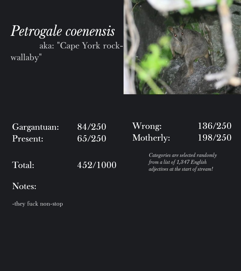 Petrogale coenensis